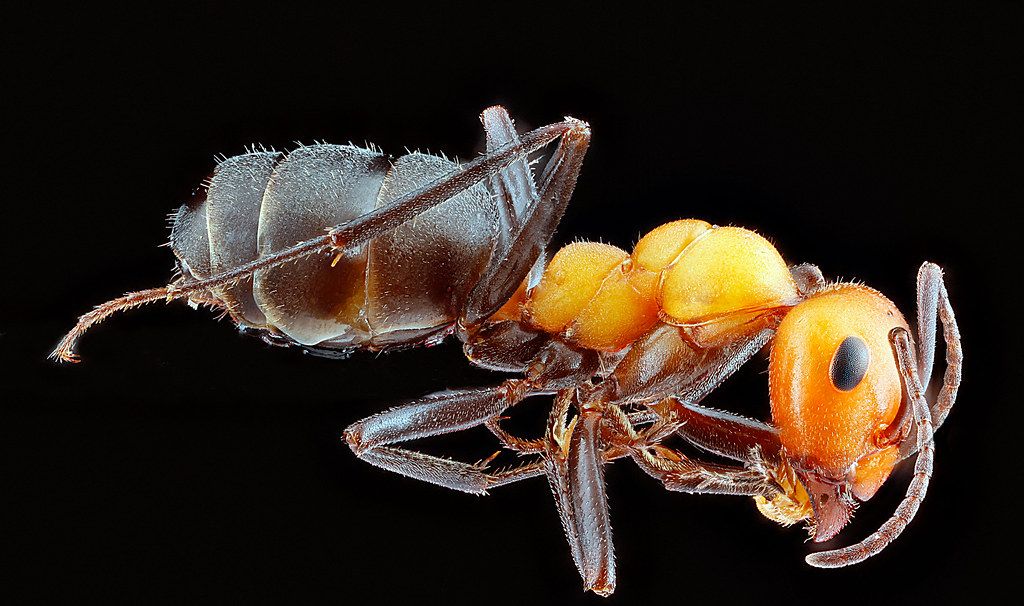 Ant Control service in Brandon, FL