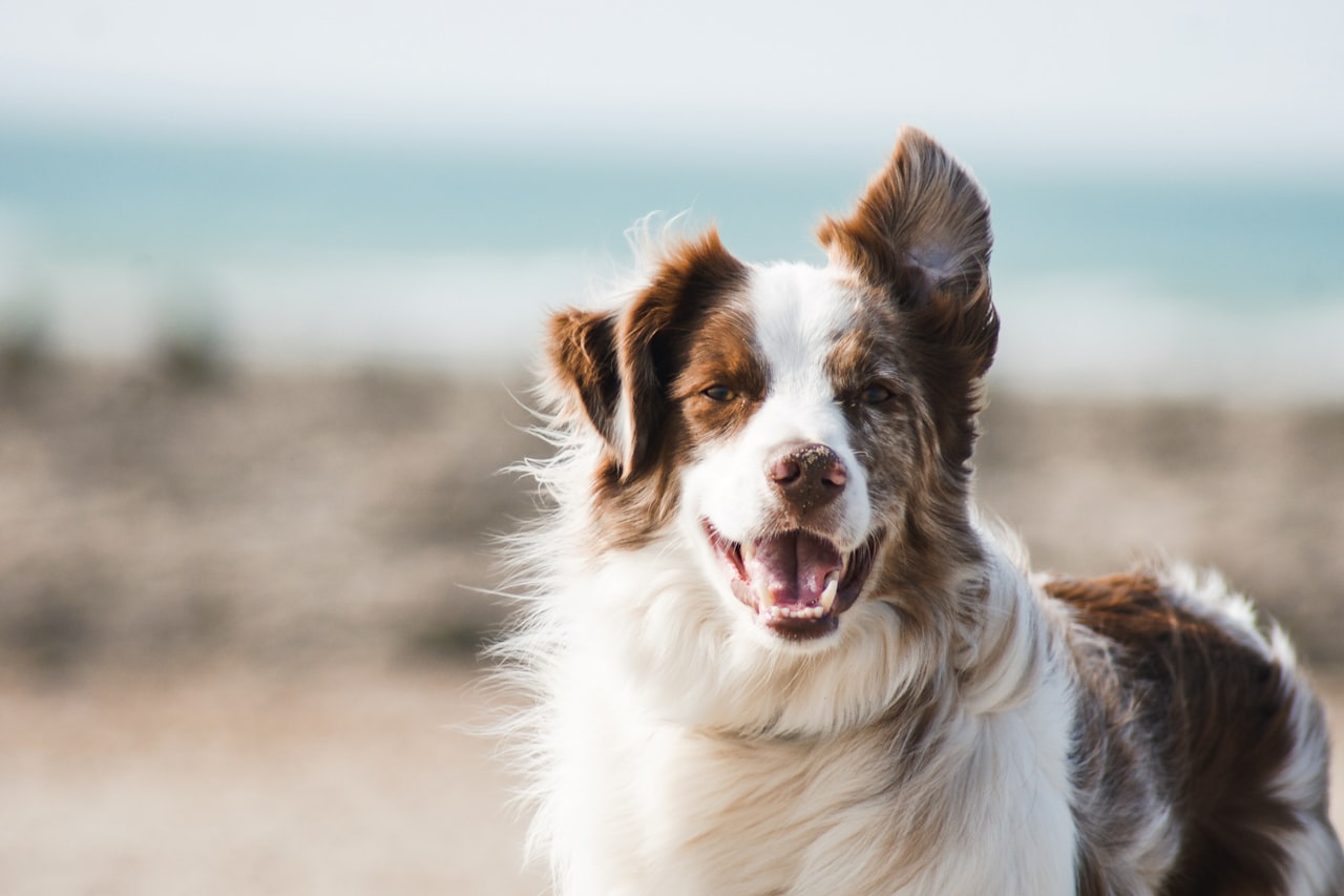 Flea & Tick Control service in Brandon, FL