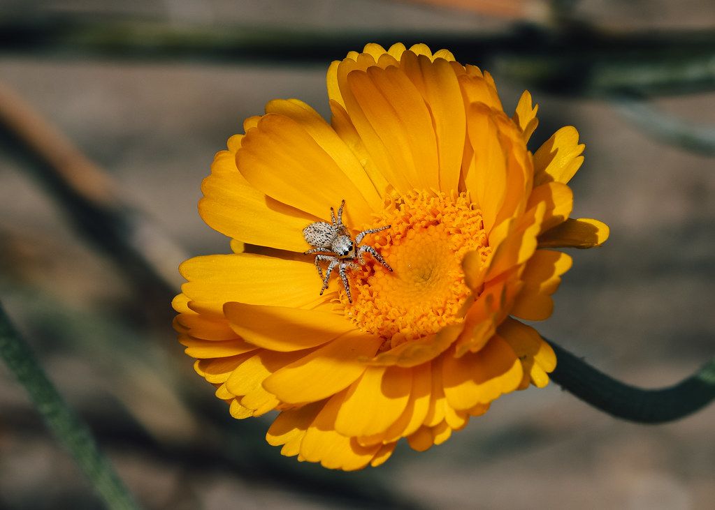Spider Control service in Brandon, FL